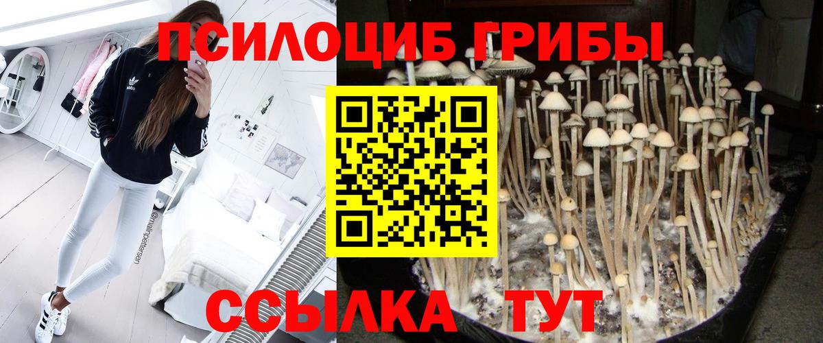 Галлюциногенные грибы Psilocybine cubensis Сибай